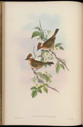 Ixulus occipitalis = Yuhina bakeri